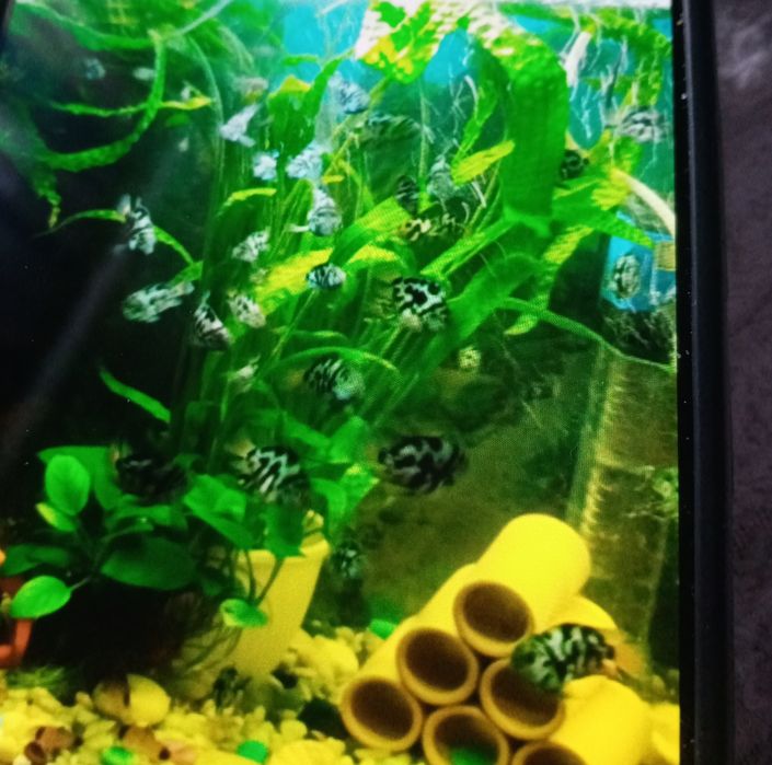 Криптокорина балансе.