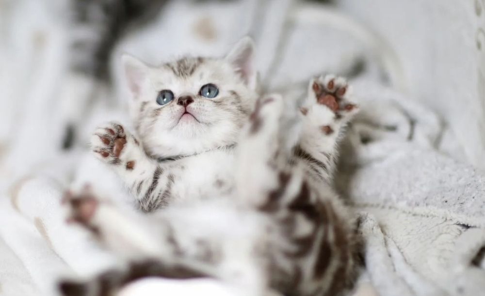 Котята шотландские