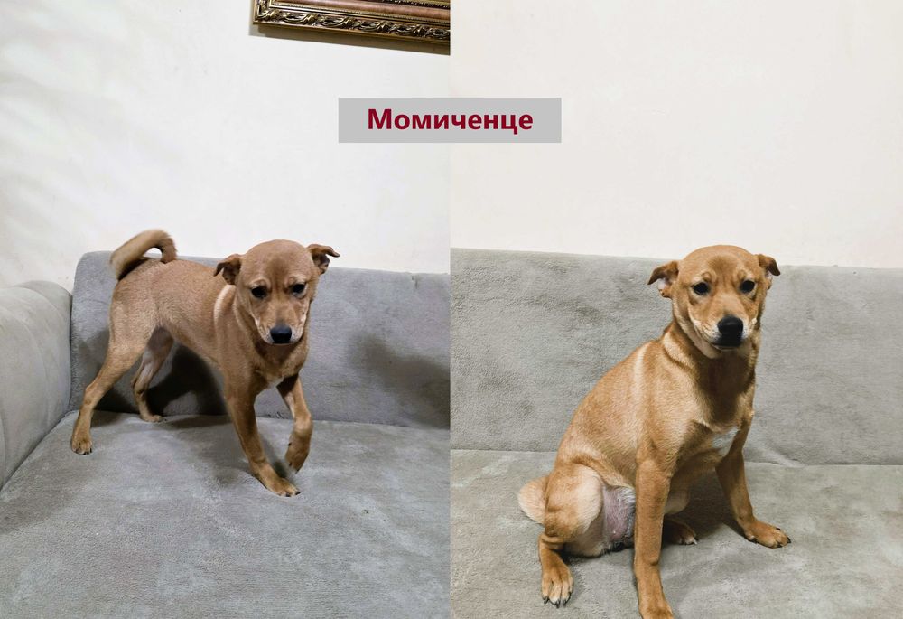 Продавам кученца Shiba Inu