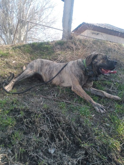 Пресса канарио Сука 1,5года