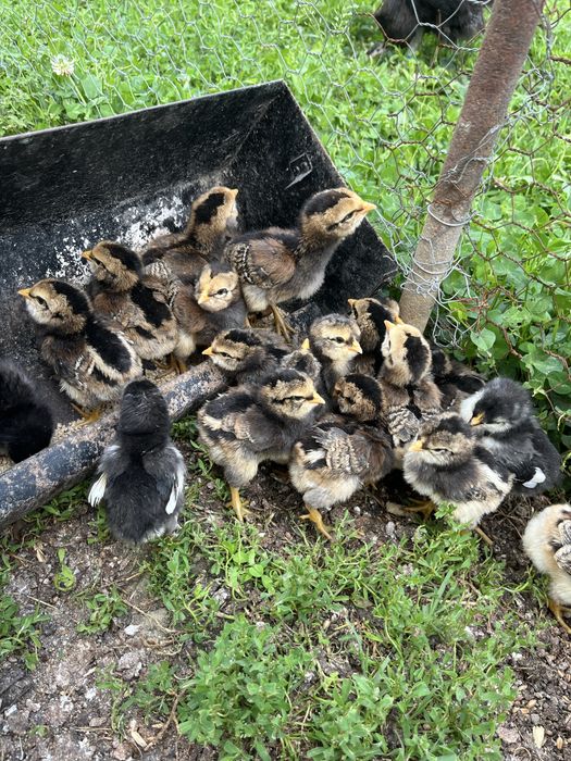 Oua araucana potarnichiu salbatic