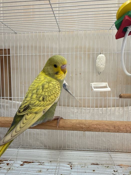 Spengl popugay/ Попугай Спенгл