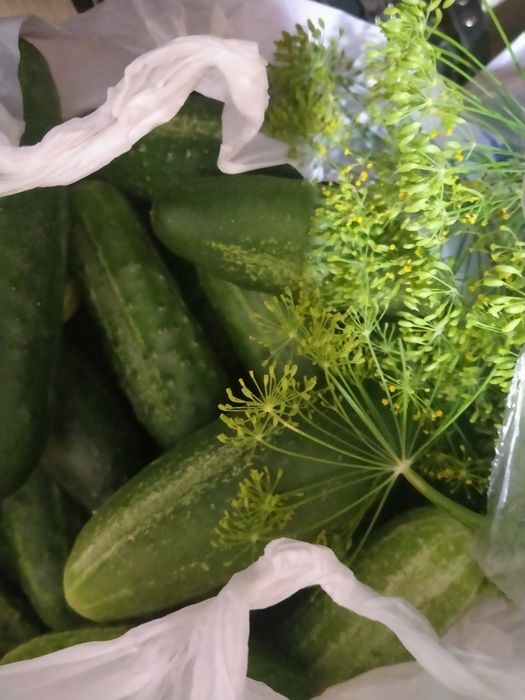 Продам дачные огурчики, кабачки