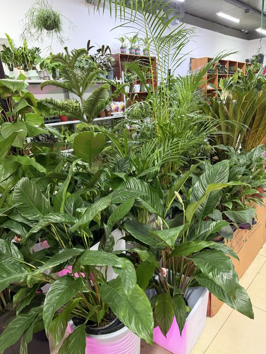 Комнатные растения