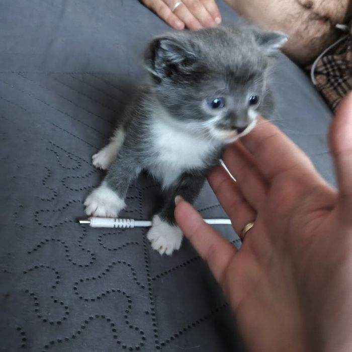 Отдам котиков даром