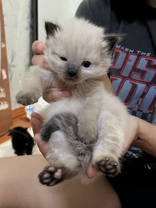 Котята Рэгдолл ШЫМКЕНТ