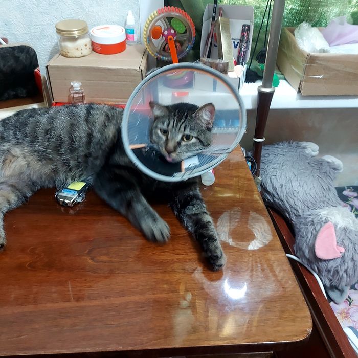 Знакомтесь. Это Василек. Совсем молодой кот.