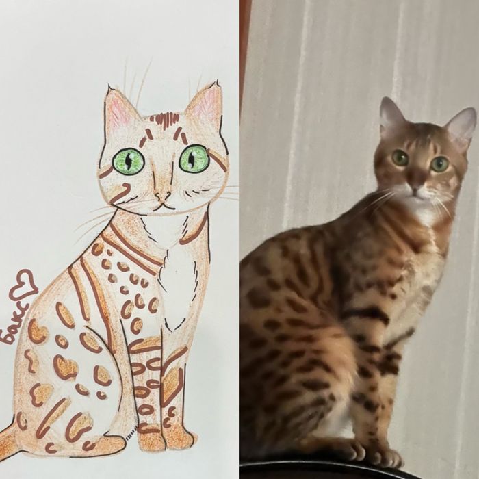 нарисую ваших питомцев по фото