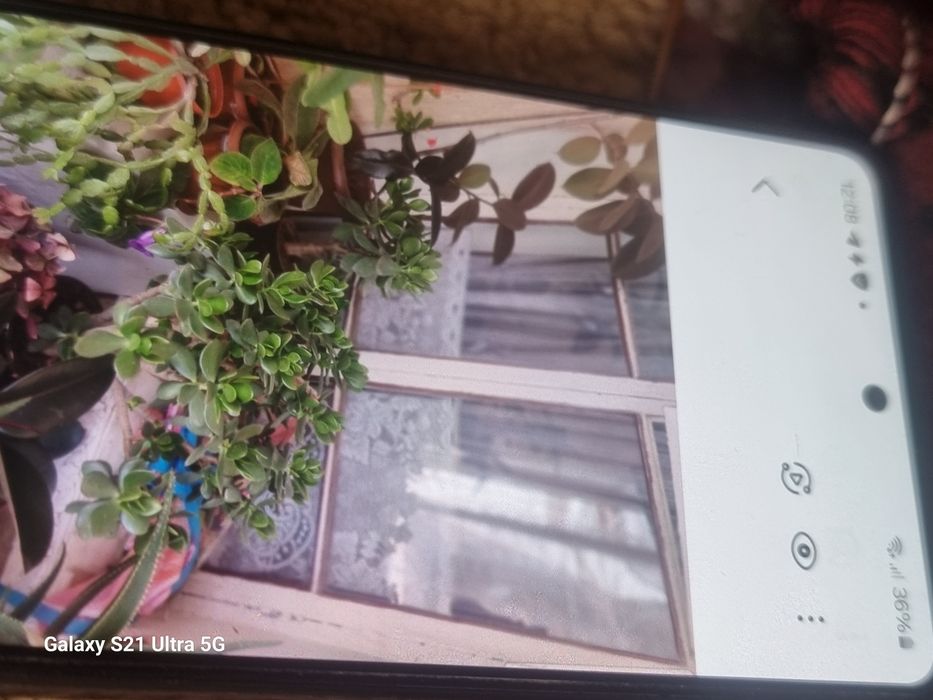 Комнатные растения