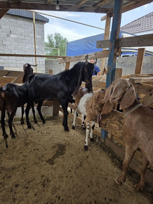 Камори теке козёл на продажа