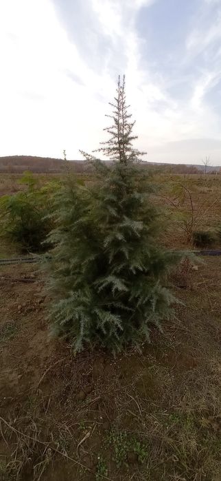 Западна туя Smaragd Пролетна промоция