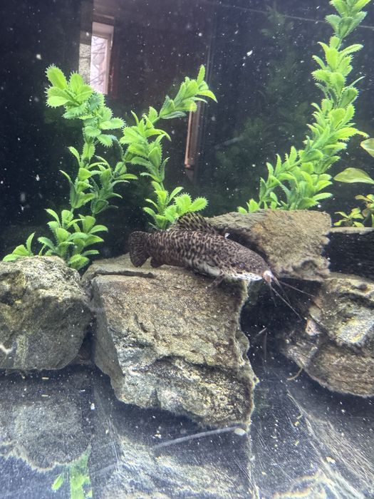 Аквариум 260 литров