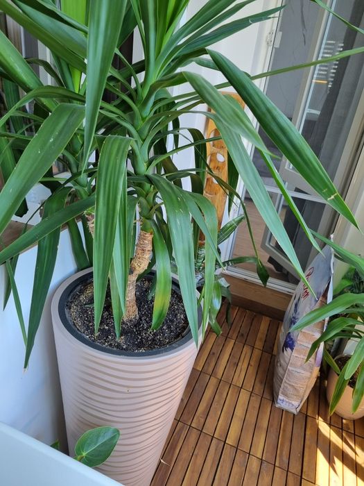 Домашна палма юка