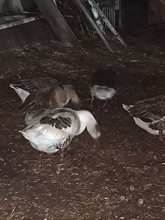 Гуси серой породы