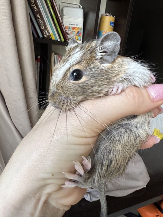 Дегу пара с клеткой