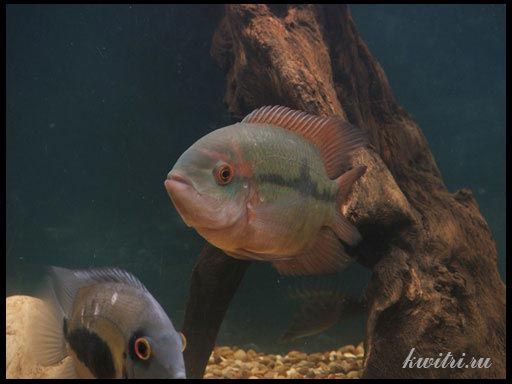 Цихлазома винная, бражник винный