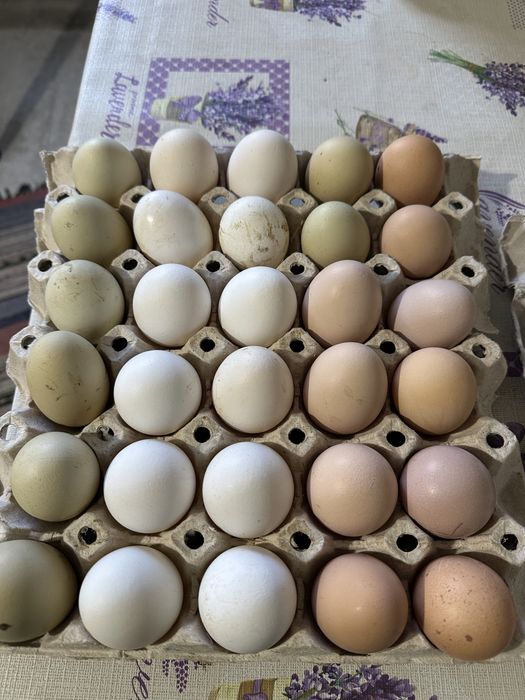 Заявки за Велик Ден