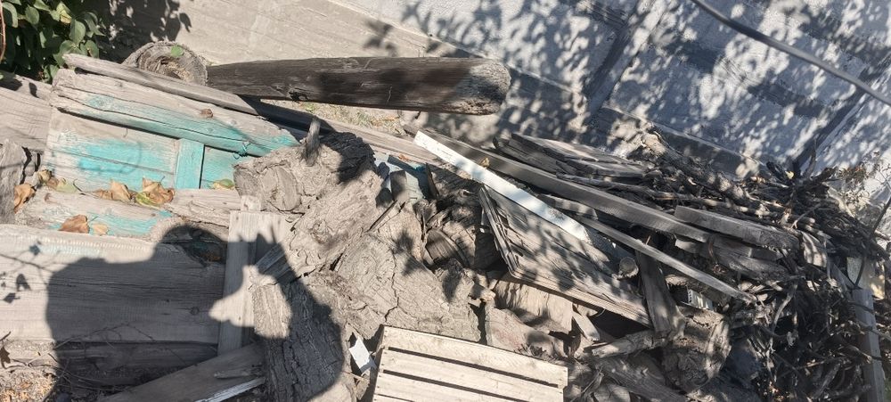 Сухое дерево на дрова