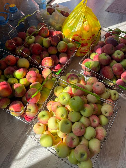 Продам яблоки с собственного сада