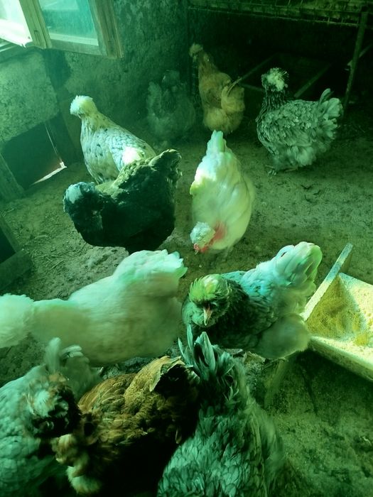 Ofertă  !!! ouă pentru incubat de la găini moțate