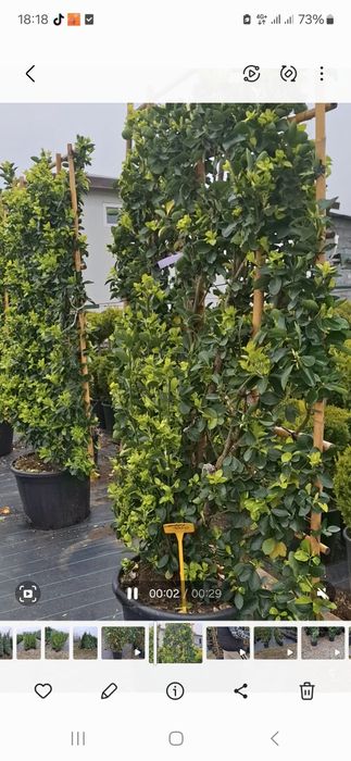 Maslin bonsai și plante ornamentale
