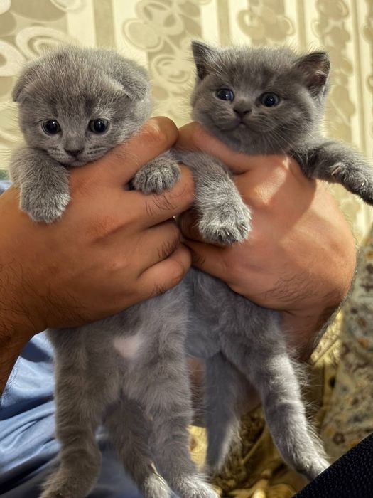 Скотиш фолд котята