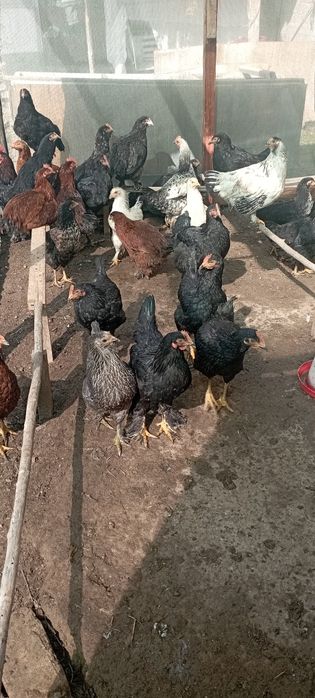 Продаются домашние КУРЫ Кибрай