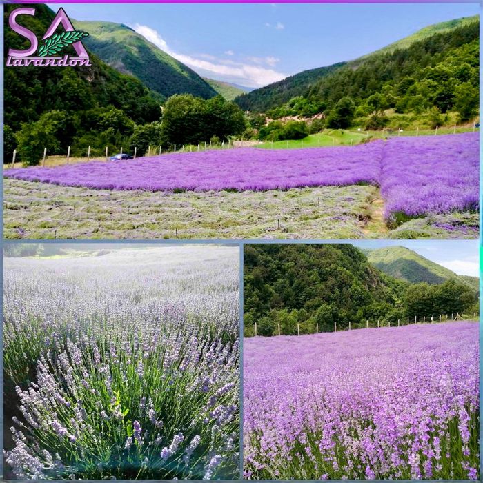 Butași de lavandă 1 an cantități mari