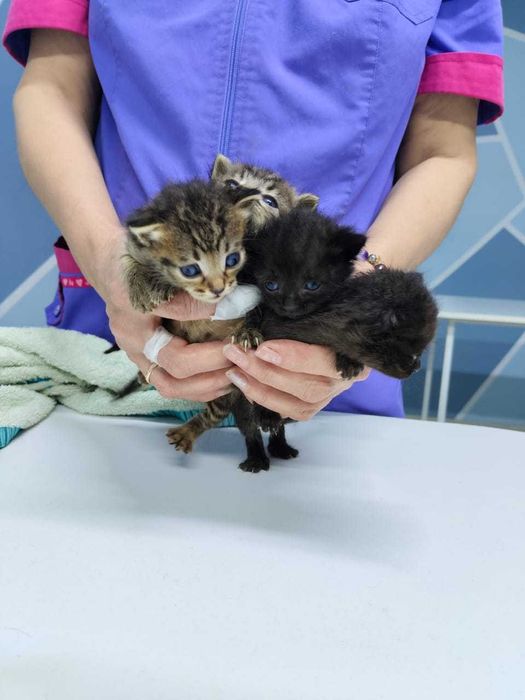 Прекрасные Котята в добрые руки