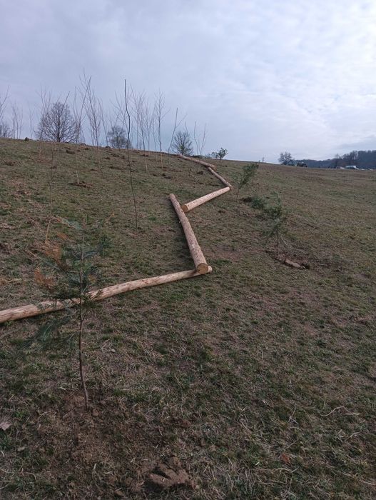 Vând puieții tratați și comestibil