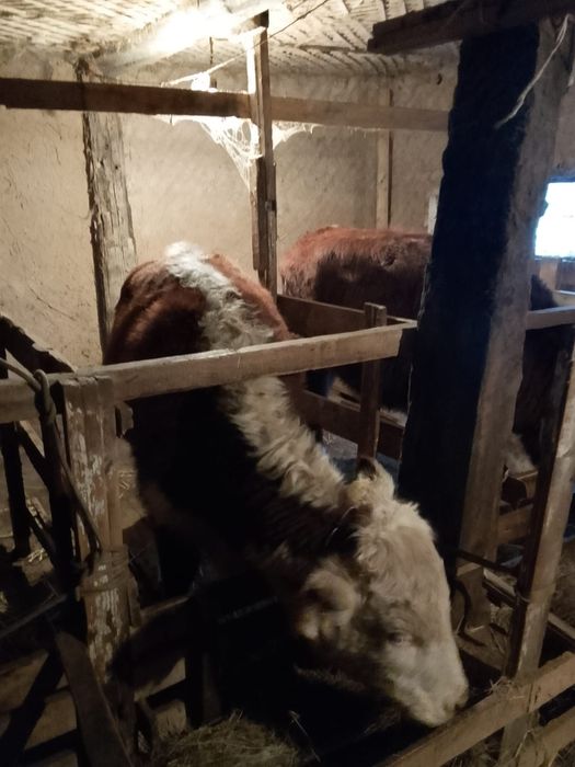 Продаю жирных телок