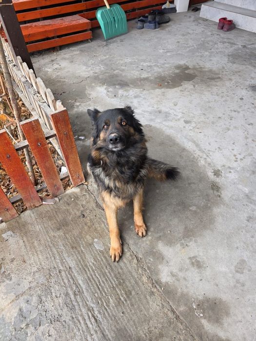 Немецкая овчарка девочка