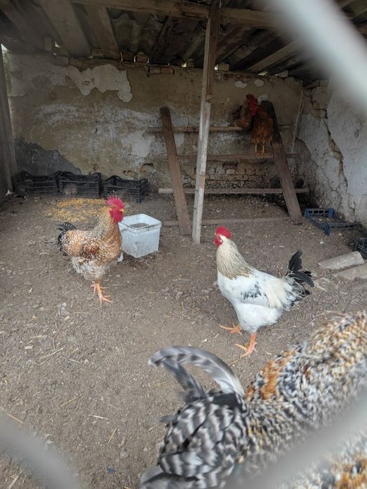 Токачки,Фазани,Петли,,японски кокошки,мускусни неми патици