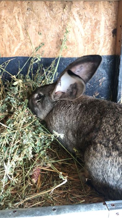 Masculi Urias German