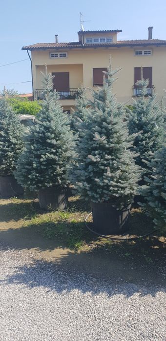 Vindem brazii argintii și verzi calitate extra