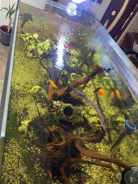 Acvariu complet + pesti