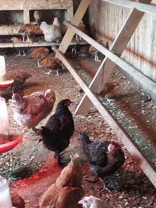 Продаются курочки домашние