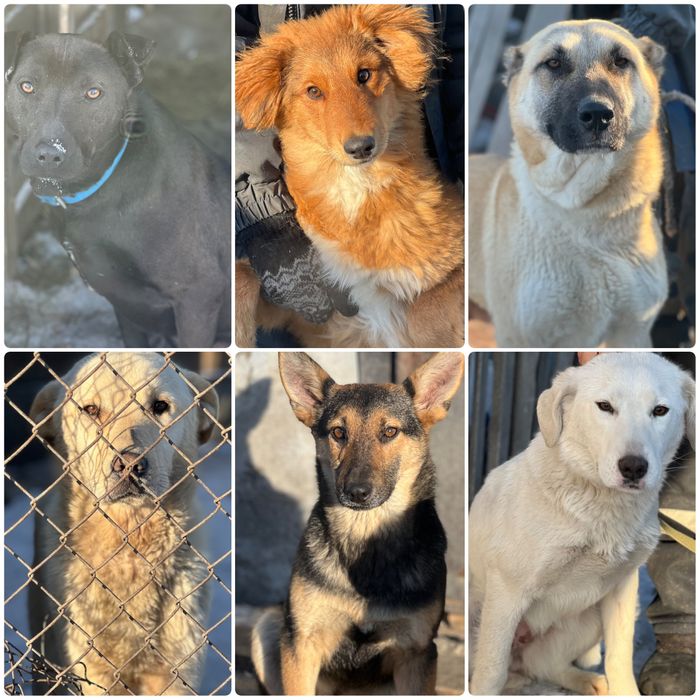 Собаки в хорошие руки