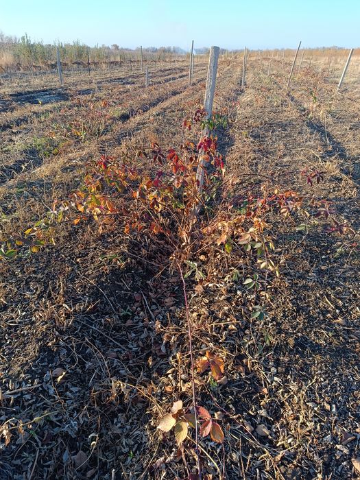 Саженцы ежемалина