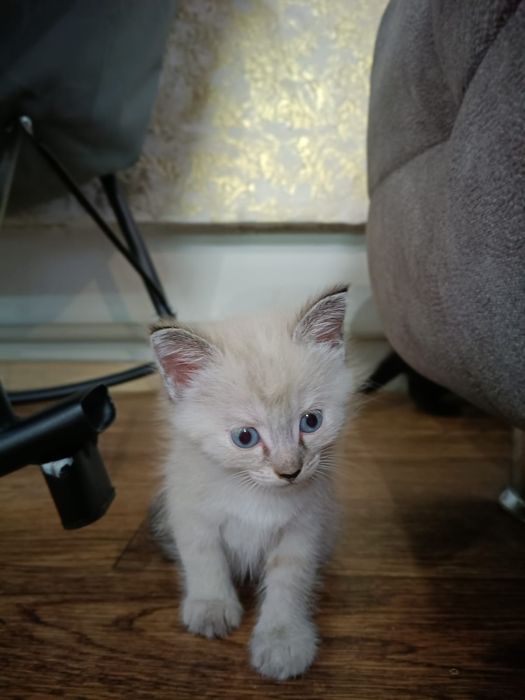 Отдам котят в хорошие руки