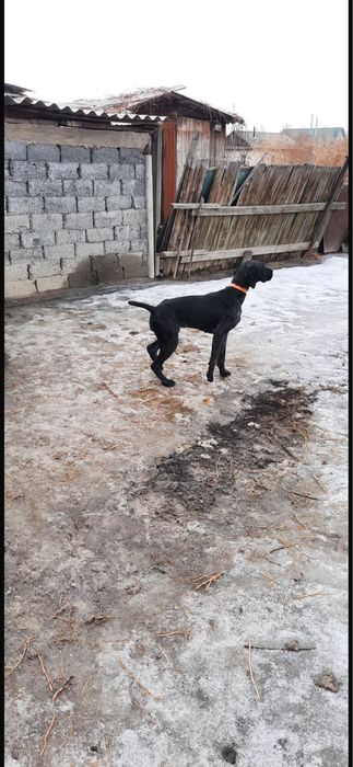 Собака дратхар охотничая рабочая 100%