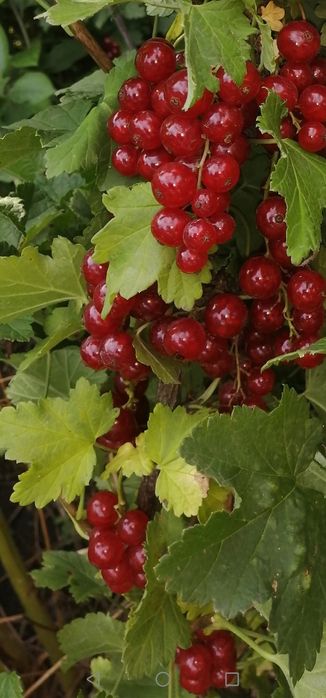 декабрист, комнатный цветок