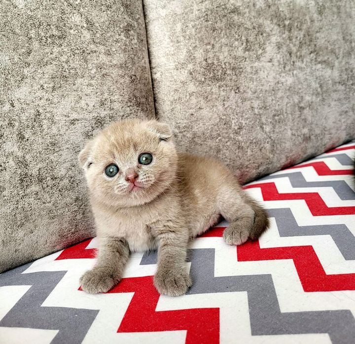 Котята Шотландской Породы.