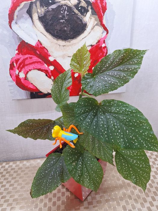 Продам комнатные цветы  бегонии