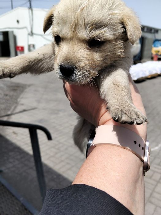 Щенки дворняги  уличные