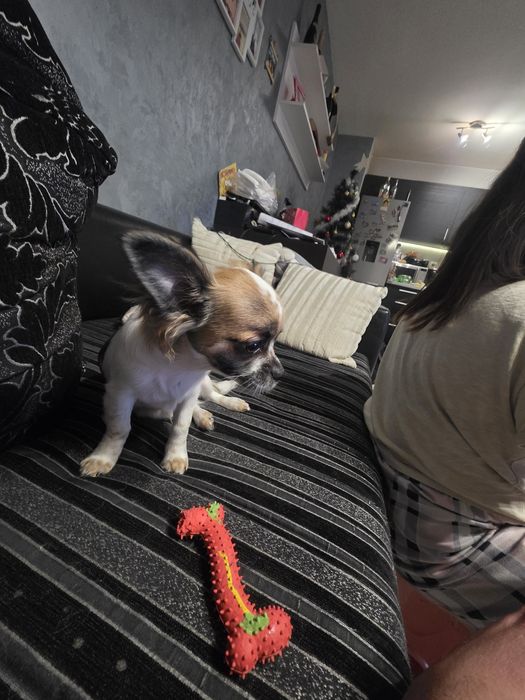 Дългокосместо Чихуахуа