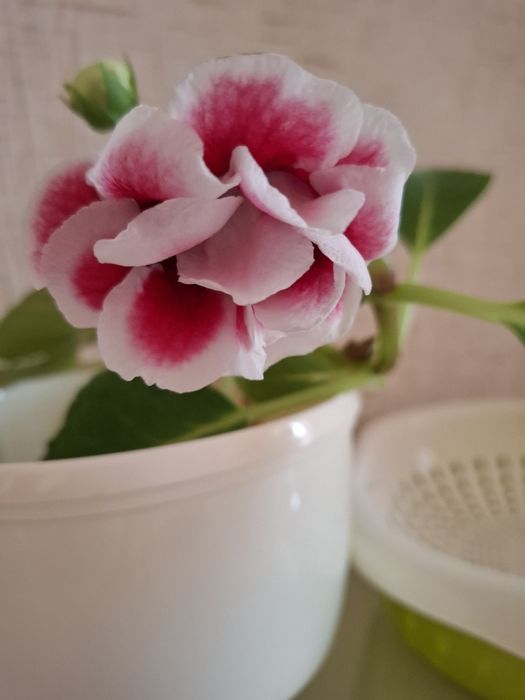 Домашний  цветок глоксиния