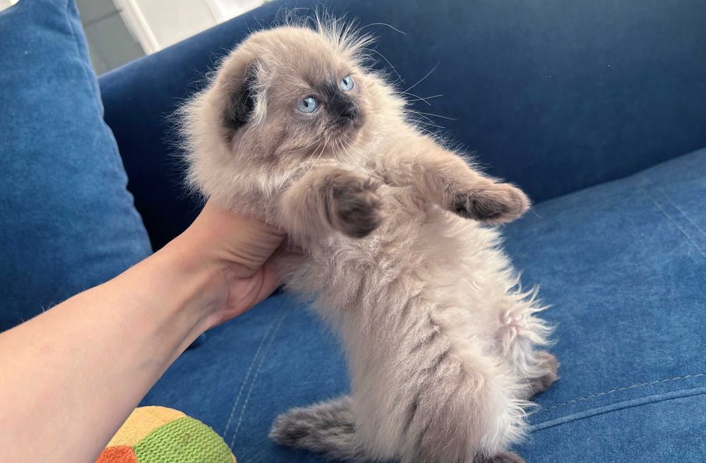 Pisicuță Scottish Fold Loghair, Chocolate-point de cea mai înaltă calitate. Pedigree. 2 luni