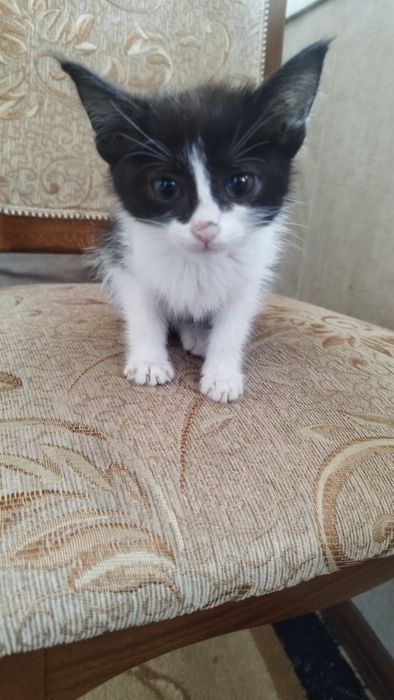 Rus fagots seks video