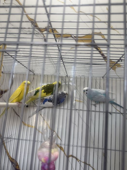 Папугайларымды сатамын төрт штук